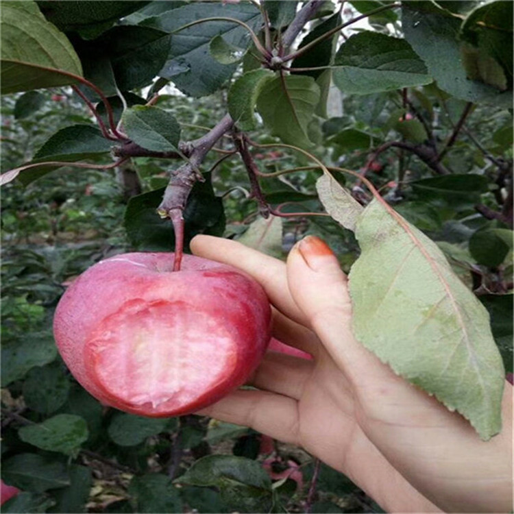 3公分晚熟苹果树苗 晚熟苹果树苗繁育基地