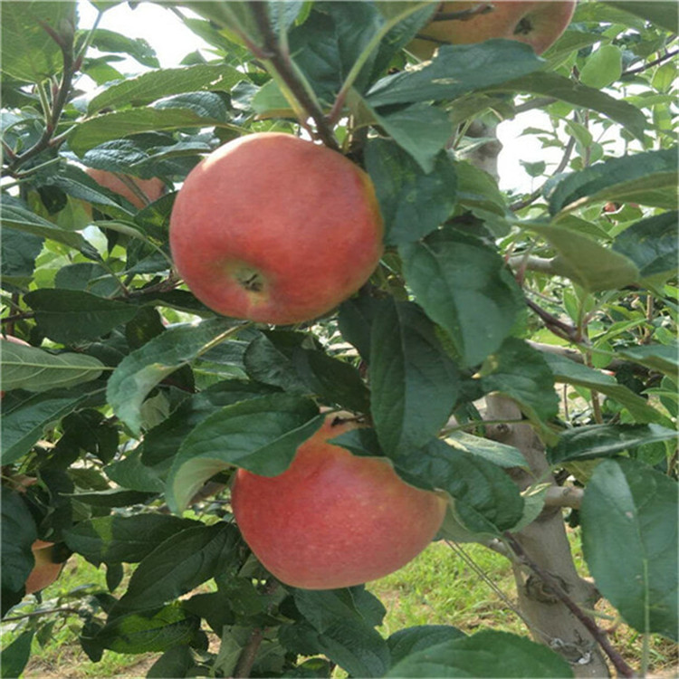 3公分泰山小苹果树苗 苹果苗基地