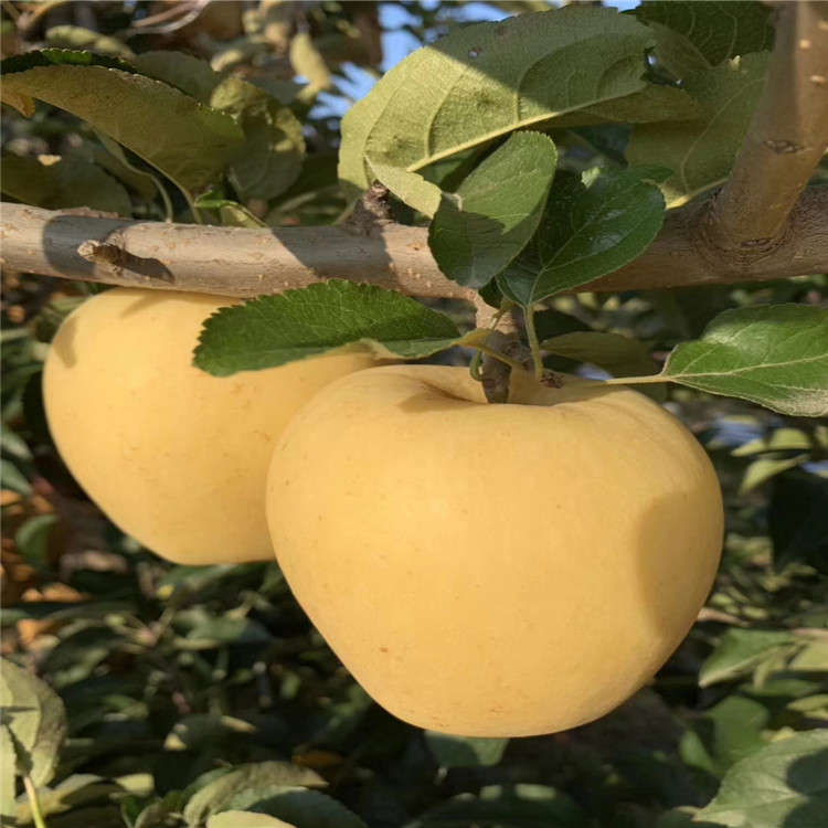 5公分鲁丽苹果树苗 苹果苗成熟期