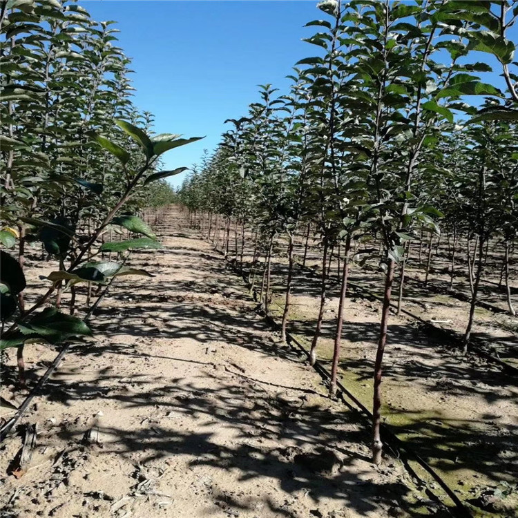 1公分嫁接苹果树苗 苹果树苗成熟期