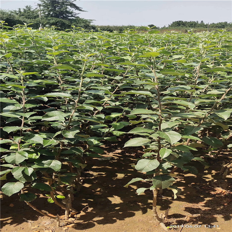 4公分嫁接苹果树苗 早熟苹果树苗品种介绍