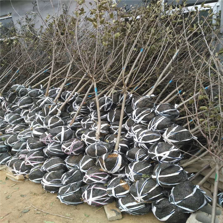 2公分雞心果樹(shù)苗 嫁接蘋果樹(shù)苗圖片