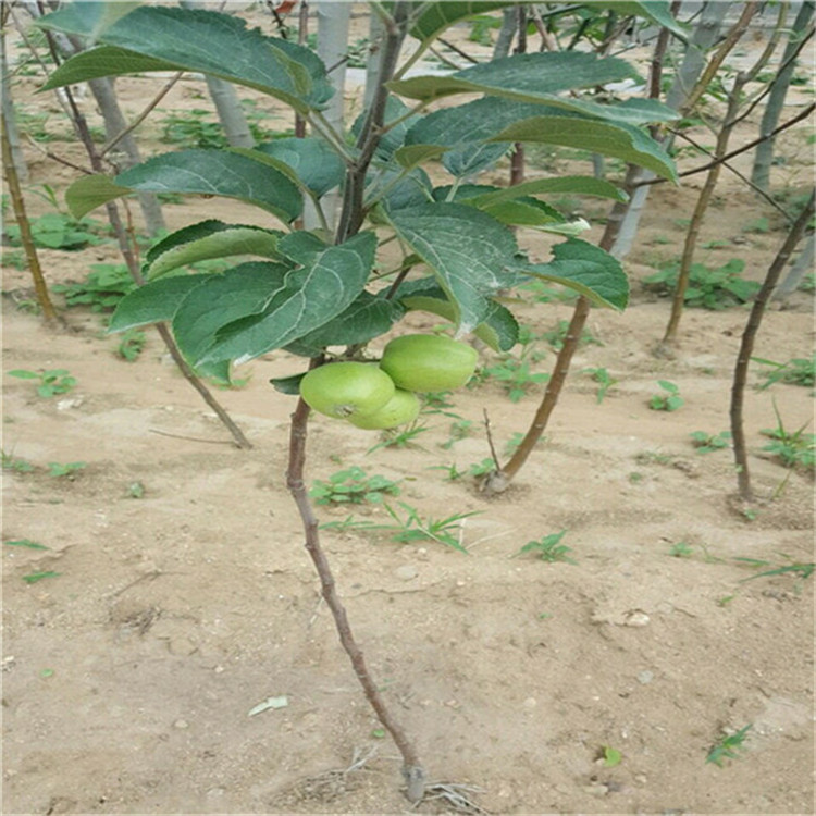 1公分维纳斯苹果苗 嫁接苹果树苗繁育基地