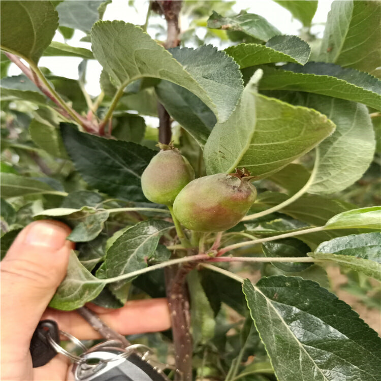 3公分黑钻苹果树苗 早熟苹果树苗新品种