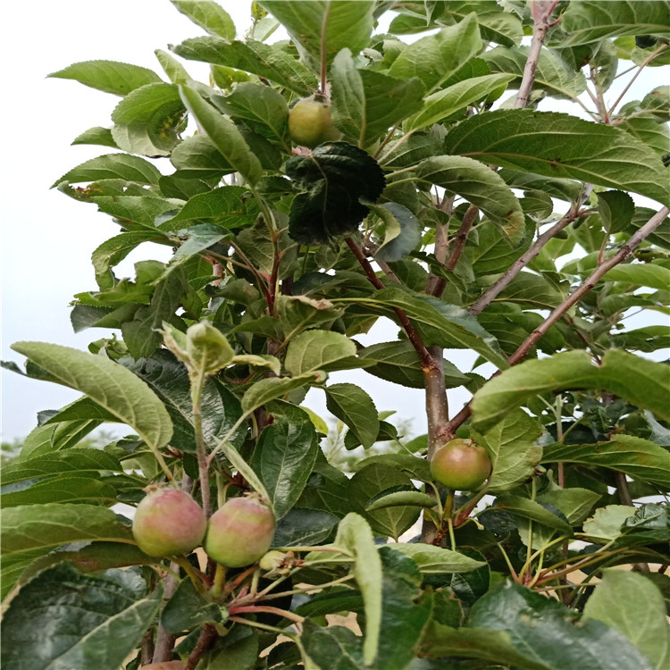 3公分蜜脆苹果树苗 嫁接苹果树苗上车价