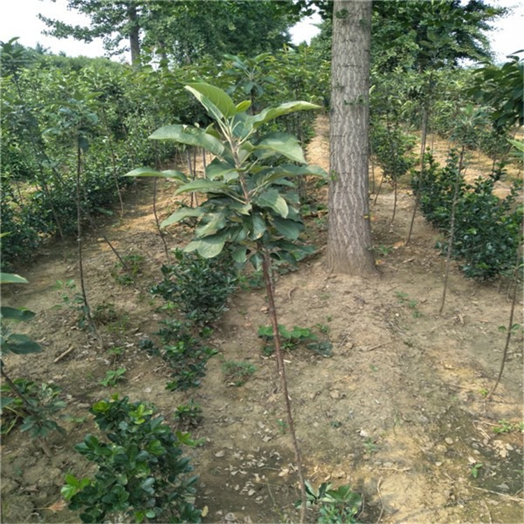 2公分泰山小蘋果樹苗 占地蘋果樹苗出售