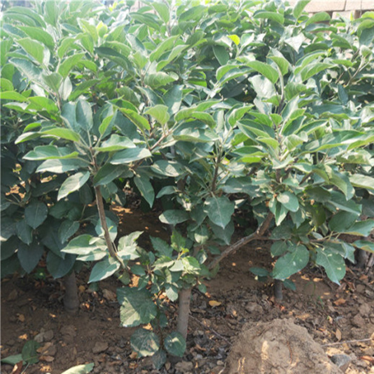 5公分泰山小蘋果樹苗 新品種蘋果樹苗出售