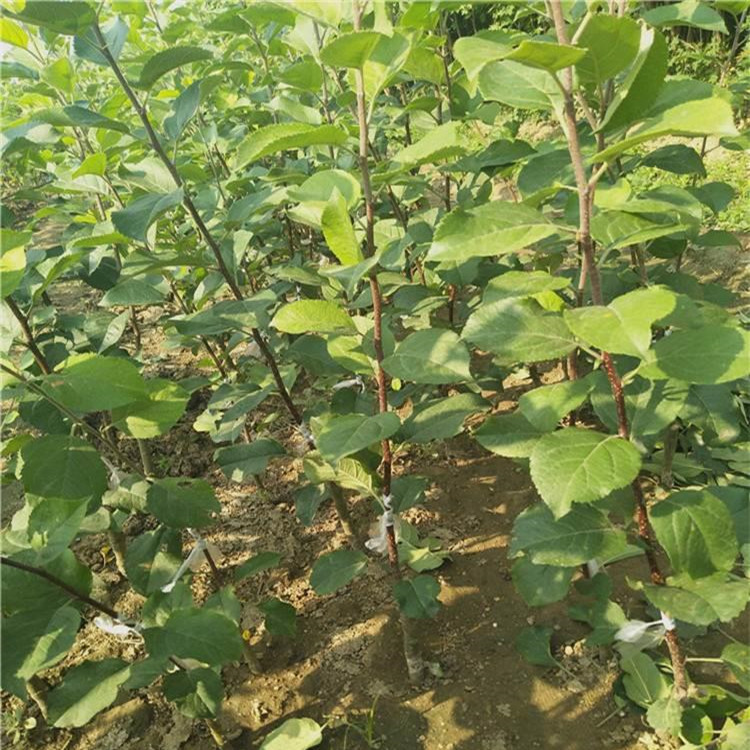 3公分魯麗蘋果樹苗 新品種蘋果樹苗自家出售