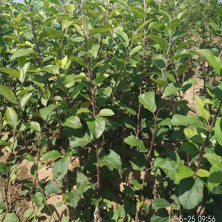 2公分泰山小苹果树苗 早熟苹果树苗销售基地