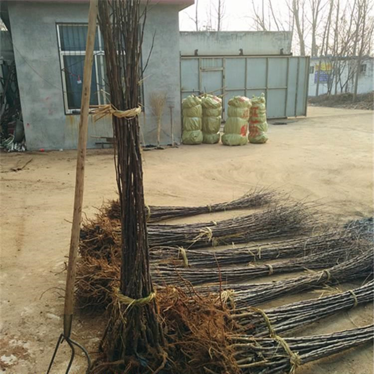 3公分世界1號(hào)蘋果樹(shù)苗 早熟蘋果樹(shù)苗新品種