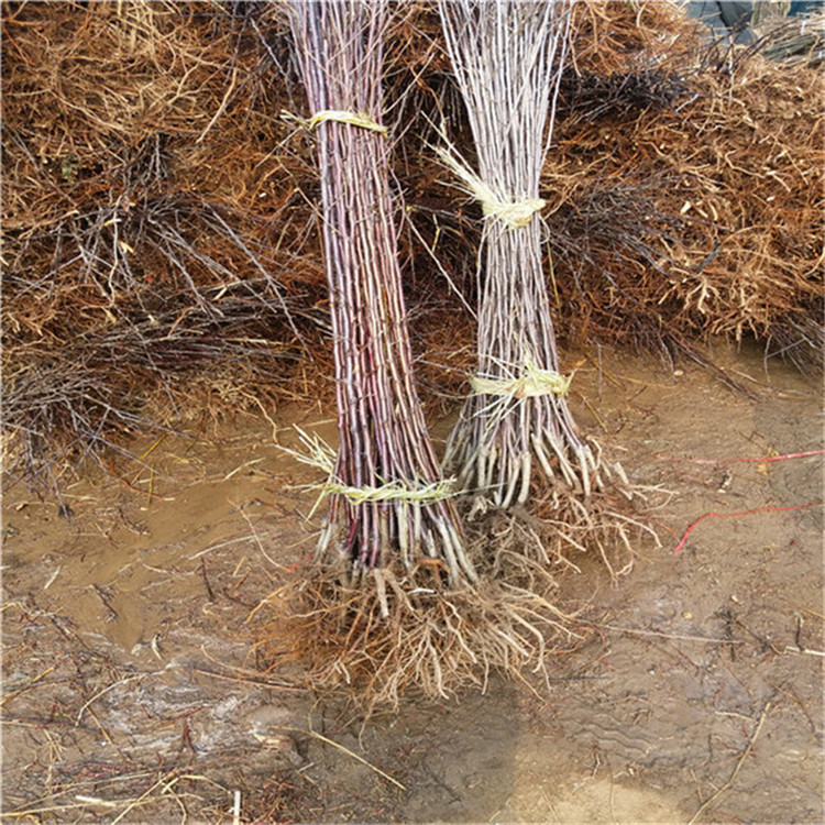 3公分苹果苗 苹果树苗销售基地