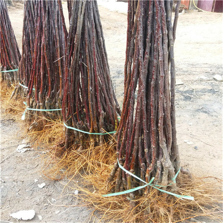 2公分泰山小蘋果樹苗 蘋果樹苗出售