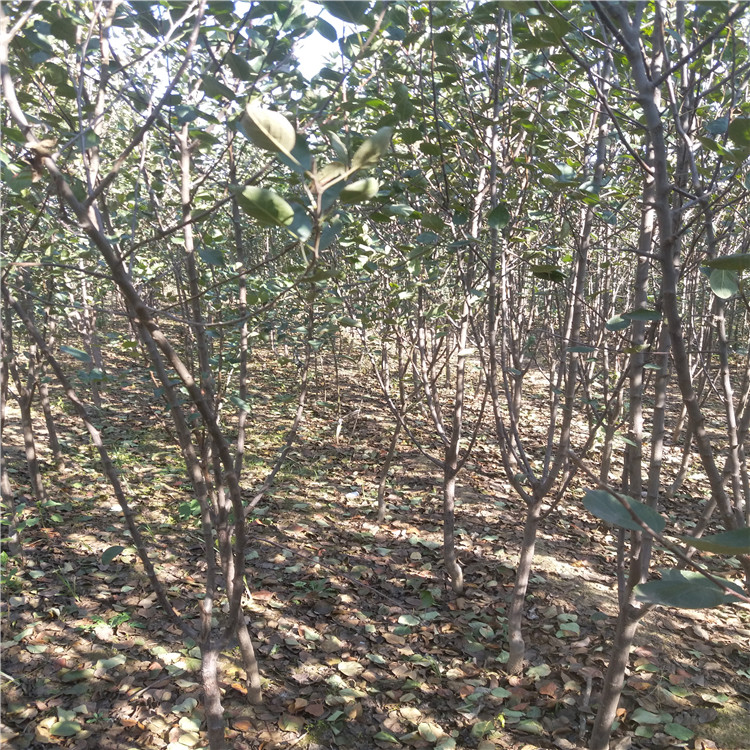 5公分紅肉蘋果樹苗 晚熟蘋果樹苗圖片