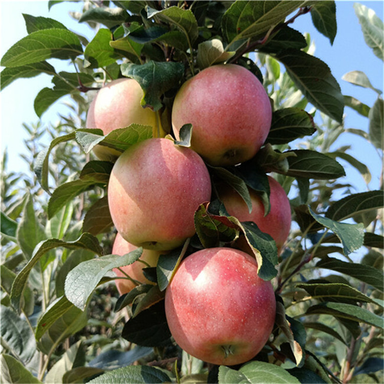 2公分红肉苹果树苗 晚熟苹果树苗品种介绍