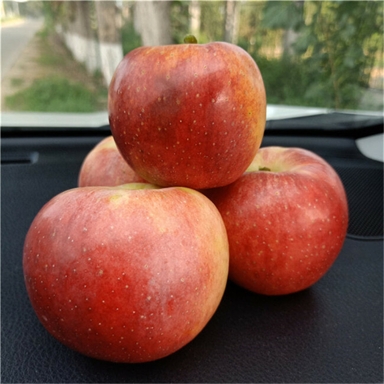 5公分鲁丽苹果树苗 苹果苗成熟期