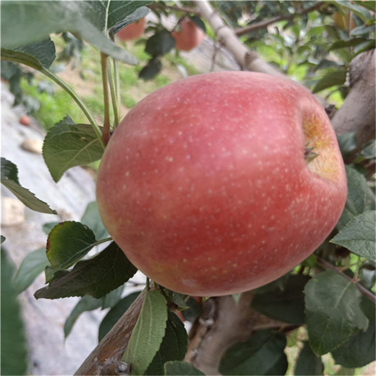 4公分泰山小苹果树苗 苹果树苗成熟期