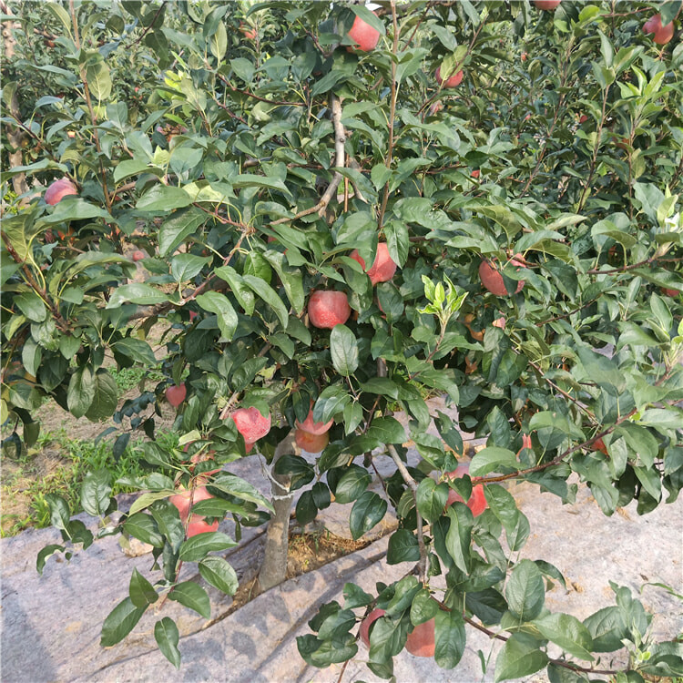 3公分世界1號(hào)蘋(píng)果樹(shù)苗 蘋(píng)果樹(shù)苗修剪技術(shù)