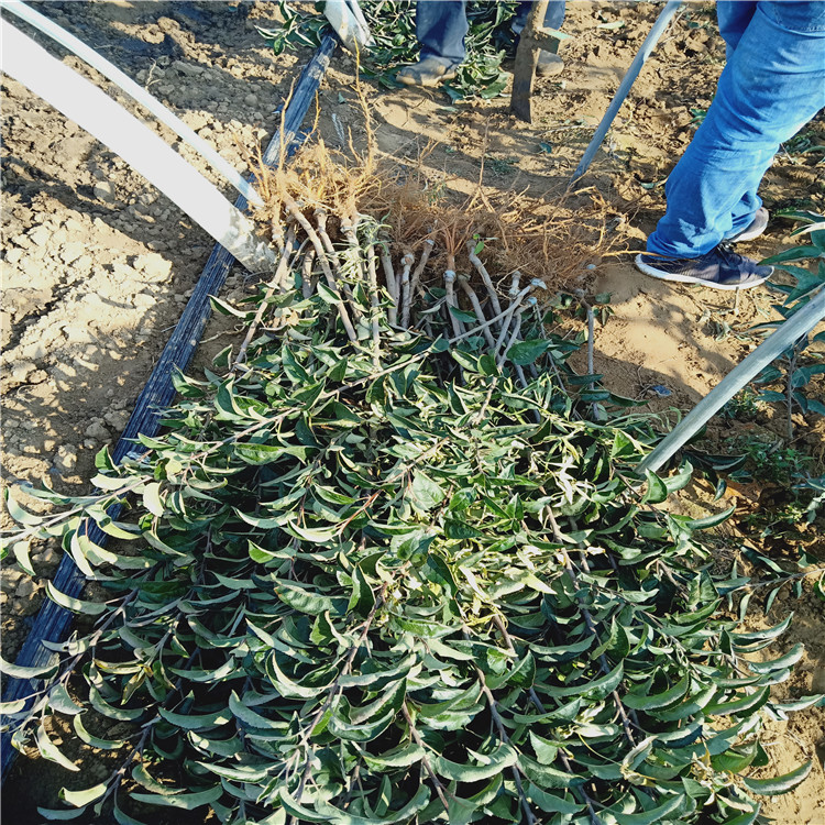 1公分青森苹果树苗 苹果树苗品种介绍