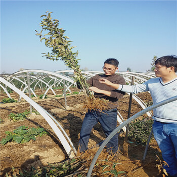 5公分華碩蘋果樹苗新品種蘋果樹苗基地