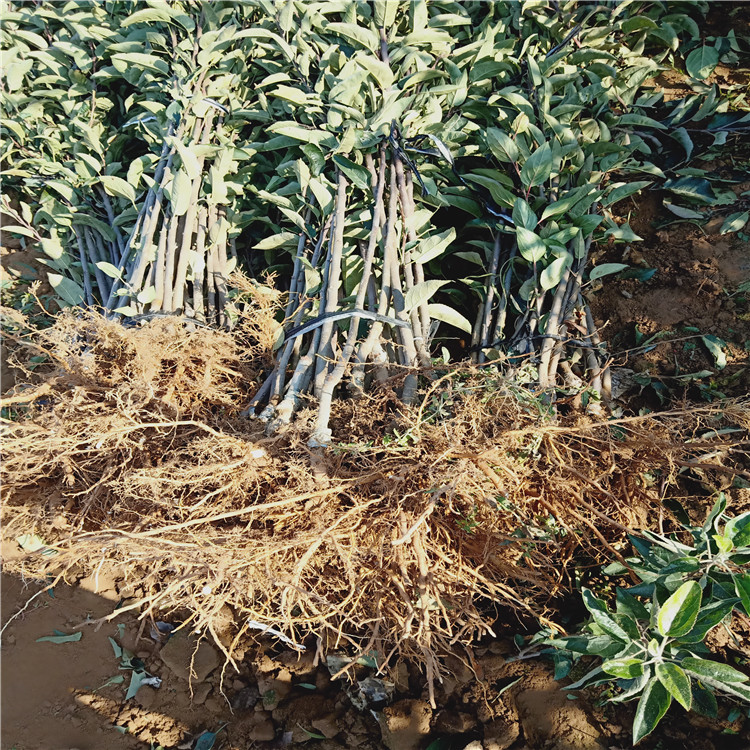 2公分水蜜桃苹果苗 占地苹果树苗大量供应