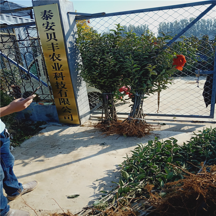 2公分红肉苹果树苗 晚熟苹果树苗品种介绍