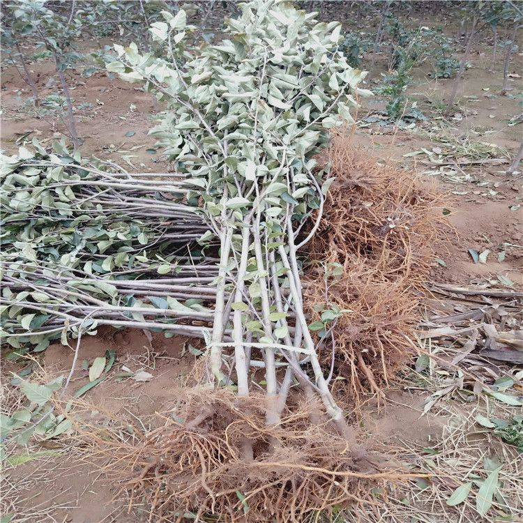 2公分黑钻苹果树苗 苹果苗栽植技术