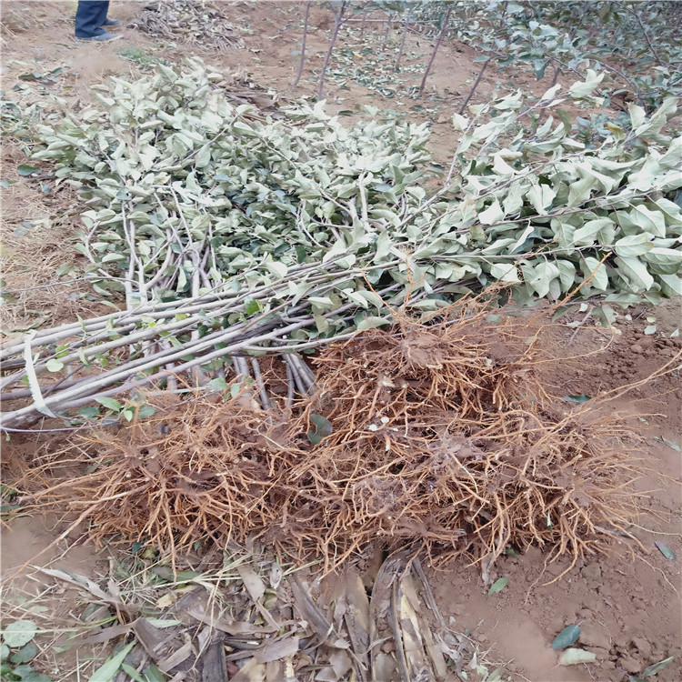 2公分水蜜桃苹果苗 嫁接苹果树苗自家出售