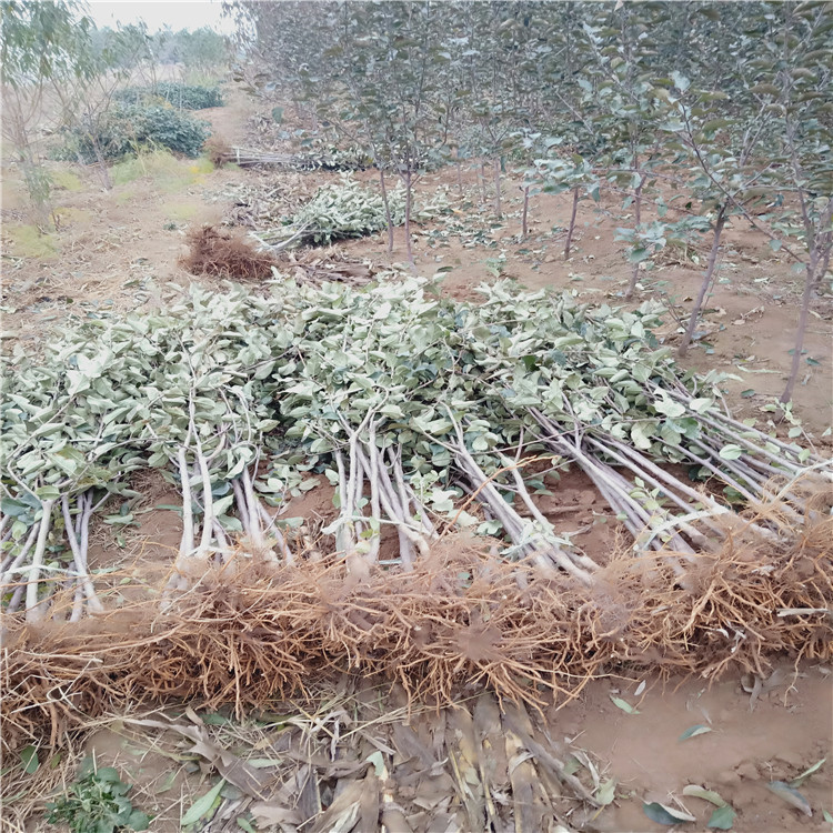 2公分烟富0号苹果苗 晚熟苹果树苗品种介绍