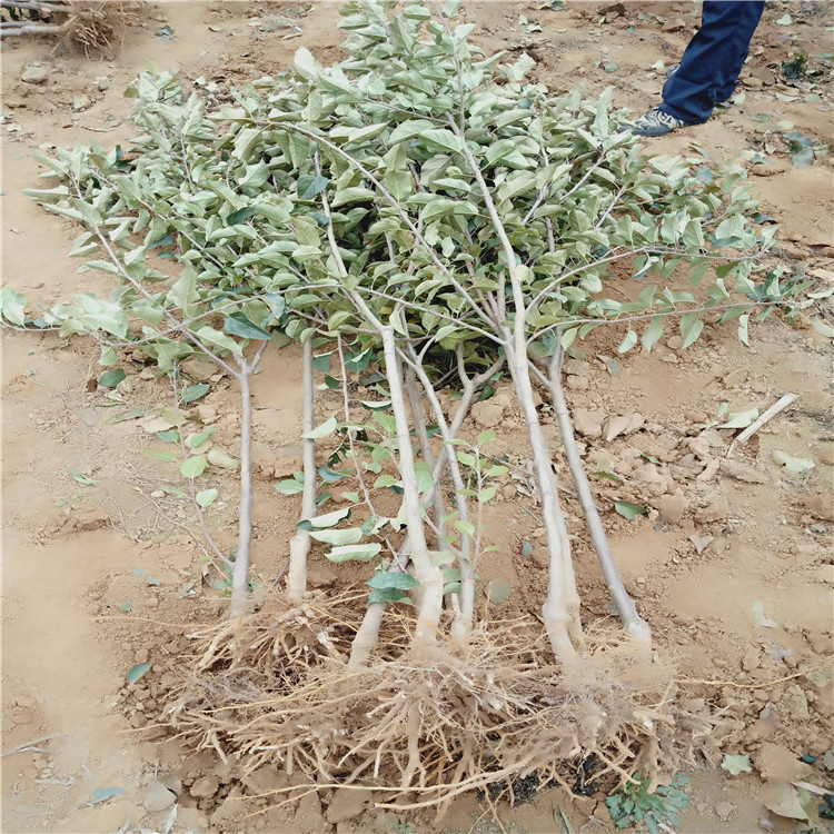 2公分苹果苗 早熟苹果树苗基地