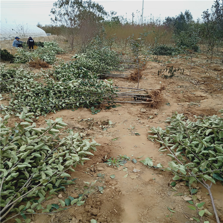 3公分晚熟苹果树苗 苹果树苗价格