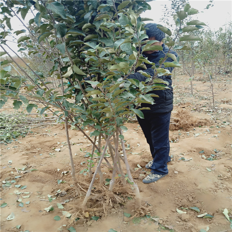 3公分早熟苹果树苗 新品种苹果树苗上车价