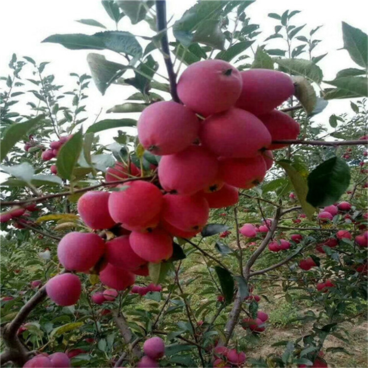 4公分水蜜桃苹果苗 早熟苹果树苗繁育基地