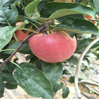 4公分雞心果樹苗早熟蘋果樹苗基地