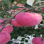 5公分烟富8号苹果树苗新品种苹果树苗栽植技术图片1