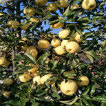 5公分烟富8号苹果树苗新品种苹果树苗栽植技术图片3