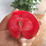5公分烟富8号苹果树苗新品种苹果树苗栽植技术图片5