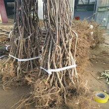 1公分秦脆苹果树苗苹果树苗售价图片