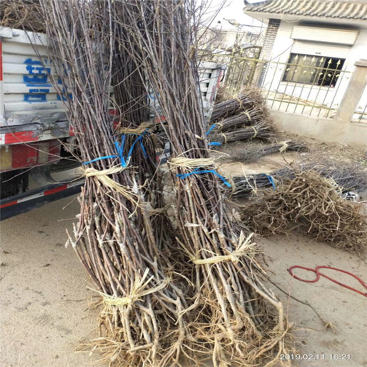 1公分蜜脆苹果树苗 嫁接苹果树苗繁育基地