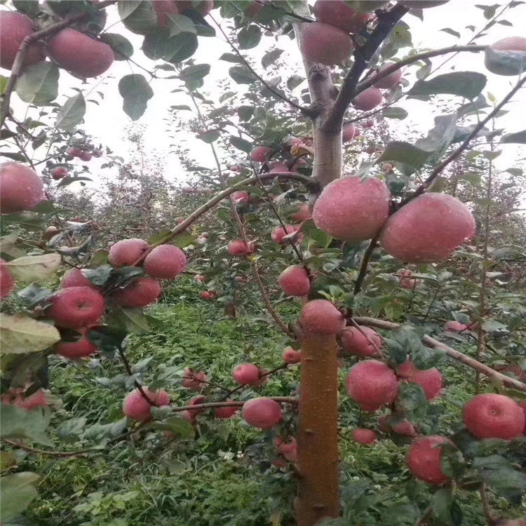 1公分蜜脆苹果树苗 嫁接苹果树苗繁育基地