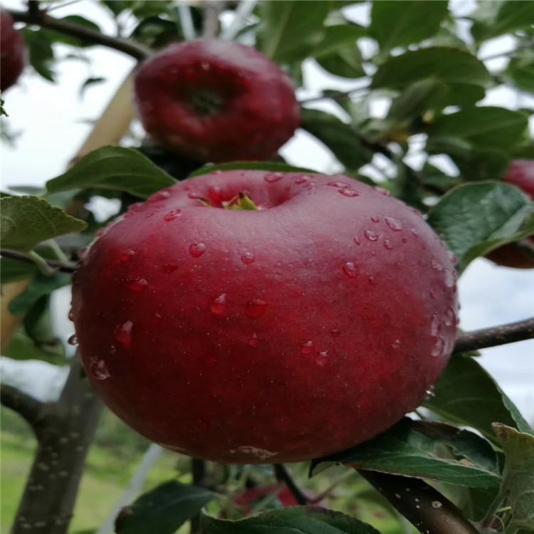 2公分早熟苹果树苗 占地苹果树苗出售