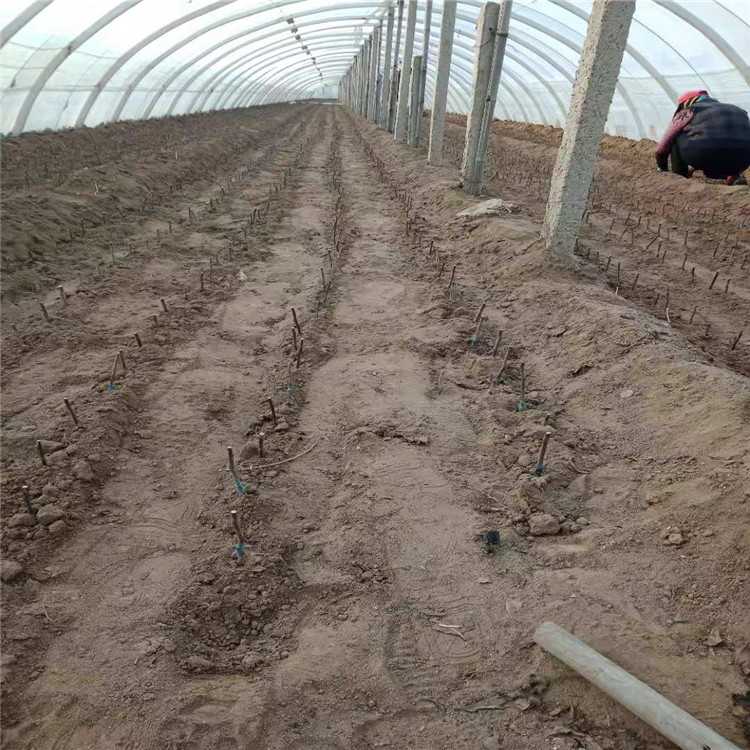 2公分泰山小苹果树苗 嫁接苹果树苗栽植技术