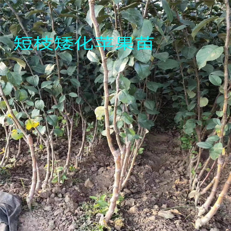 5公分秦脆苹果树苗 晚熟苹果树苗出售