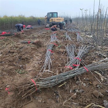 5公分奧紅梨樹苗梨樹苗銷售基地