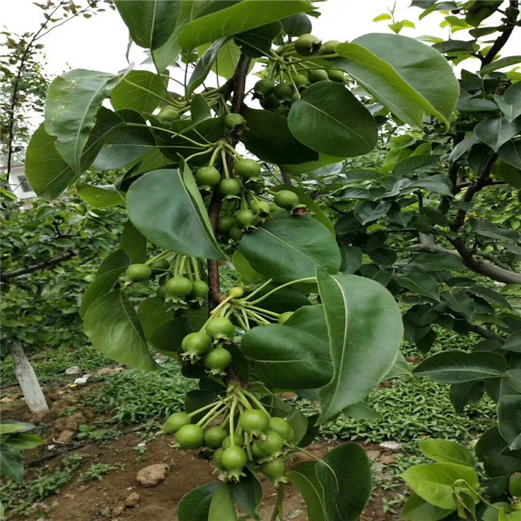 5公分红香酥梨树苗 梨树苗基地