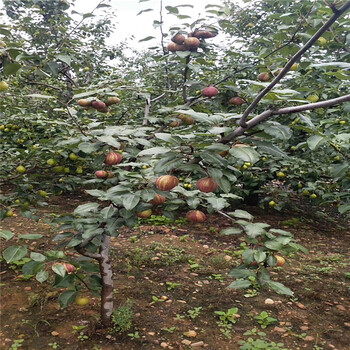 3公分早酥紅梨樹(shù)苗梨樹(shù)苗價(jià)格