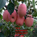 鲁丽苹果树苗栽培技术、鲁丽苹果树树苗新品种、鲁丽苹果树树苗基地