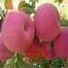 红富士苹果树苗、红富士苹果树树苗新品种、红富士苹果树苗多少钱一棵