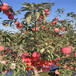 红富士苹果树苗、红富士苹果树苗新品种、红富士苹果树苗价格多少