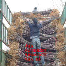 2019年苹果树苗新品种、苹果树苗多少钱一棵、苹果树苗价格多少图片
