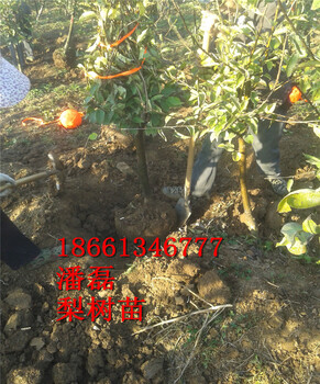 日照梨樹苗批發(fā)價格